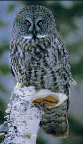 GetARef's Owl